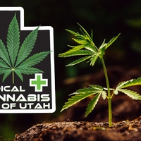 My Healthy Flower Thumbnail Image