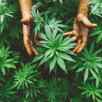 Bulk CBD Distributors Thumbnail Image