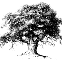 Oak Tree Alternative Care Thumbnail Image
