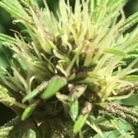 Cannaboss Collective Thumbnail Image