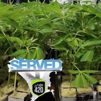 Clones UPS 420 Marijuana Plants Thumbnail Image