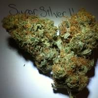 Hollywood AAA Top Shelf Meds Thumbnail Image