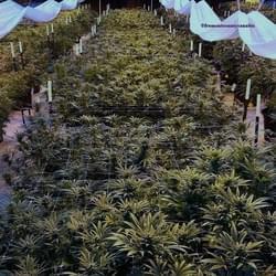 All Organic Living Soil!!