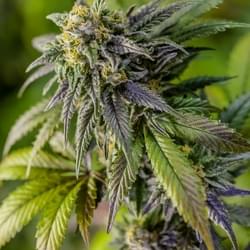 AcesGrow (5 of 35).jpg