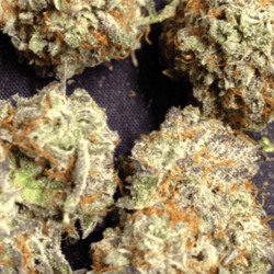 Alien Purple OG KUSH