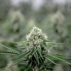 Weed Dispensary NJ.jpg