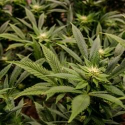 Hand-crafted cannabis from The Greenery Grow.