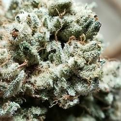 gorilla-glue-strain-legalonlinecannabisdispensary.jpg