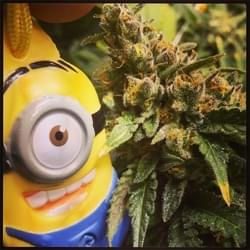 Where's Weed