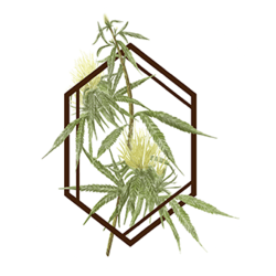 The Botanist Medical Cannabis Dispensary Marijuana Middletown NY New York State Hex Logo Botanicals