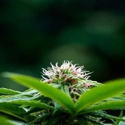 Copy of Powerline42 resized.jpg