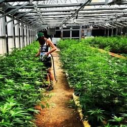 our babies growing organically 