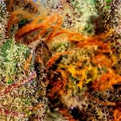 Northshore Widow Strain