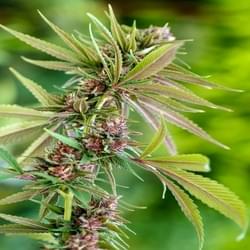 Copy of swazi queen19 resized.jpg