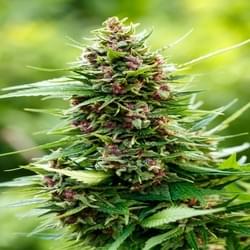 Copy of midnight splendor29 resized.jpg