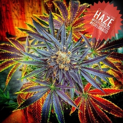 cherry-lime-haze-strain-photo.jpg