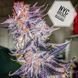 nyc-diesel-strain-photo.jpg