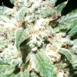 Highest Quality Medicine, Lowest prices for Meds & Accesories