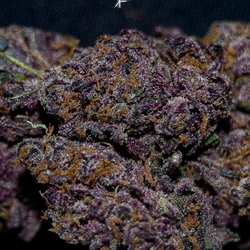 black cherry soda 1.jpeg