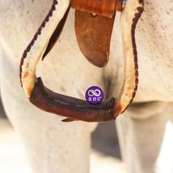 Buy CBD ANC Dispensary