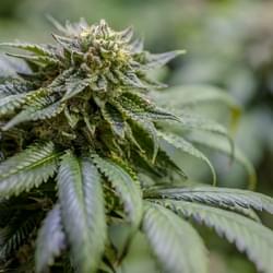 AcesGrow (3 of 35).jpg