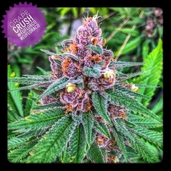 grape-crush-strain-photo.jpg