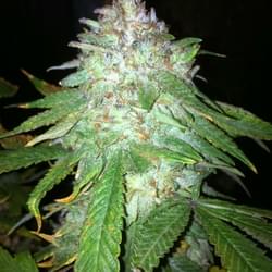 New York City Deisel