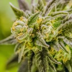 AcesGrow (24 of 35).jpg