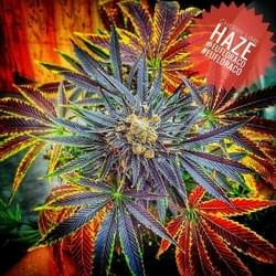 cherry-lime-haze-strain-photo.jpg