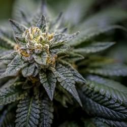 AcesGrow (4 of 35).jpg