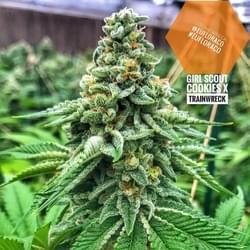 6wJCaSDQaG6PZliS5KM6_CBD Mango Haze.jpg