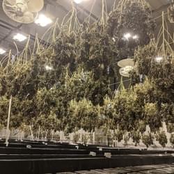 marijuana-drying-massachusetts-720x 540.jpg