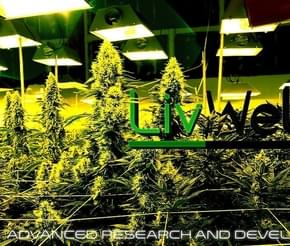 Livwell Garden City Photos Garden City Marijuana Dispensaries