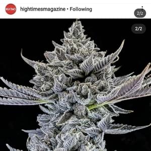 Green AmericaThumbnail Image