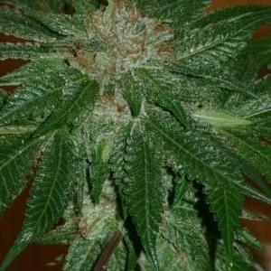 The Colorado Grow CompanyThumbnail Image