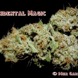 14er HolisticsThumbnail Image