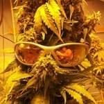 Green Tree MedicinalsThumbnail Image