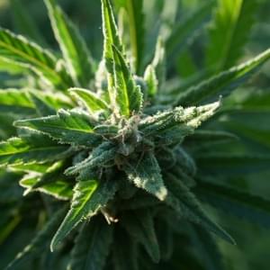 Medical Marijuana ExamsThumbnail Image