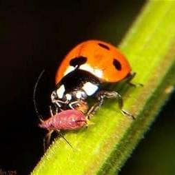 Original Cannabis Growers LLCThumbnail Image