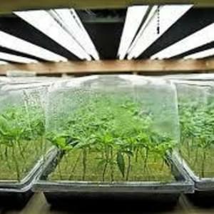 Marijuana MartThumbnail Image