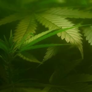 Spark1 - MissoulaThumbnail Image