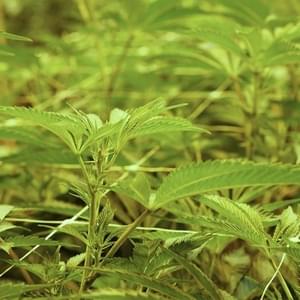 A Greener Today - Walla WallaThumbnail Image