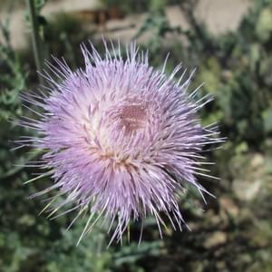 Cascade Health ClinicThumbnail Image