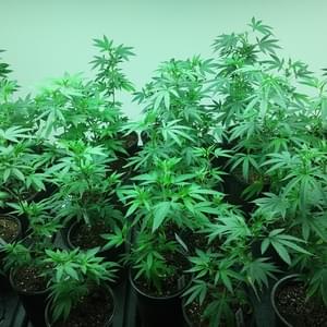 Hobart Garden RoyaleThumbnail Image