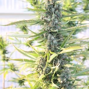 Top Gun GreensThumbnail Image