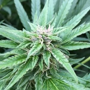 Top Hat ExpressThumbnail Image