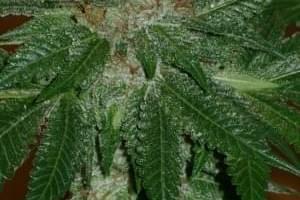 The Colorado Grow Company