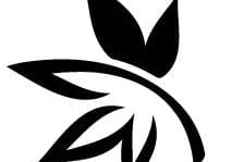 Davis Cannabis Collective