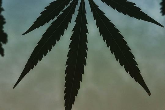 Pine Street Cannabis Company