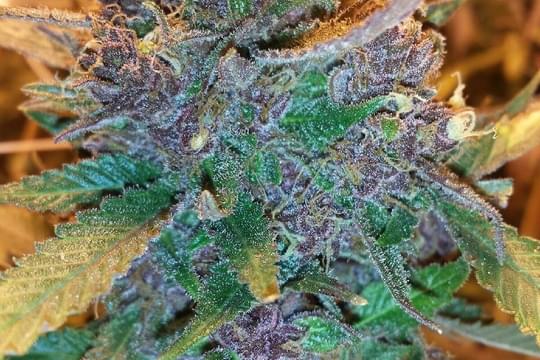 Pueblo West Organics